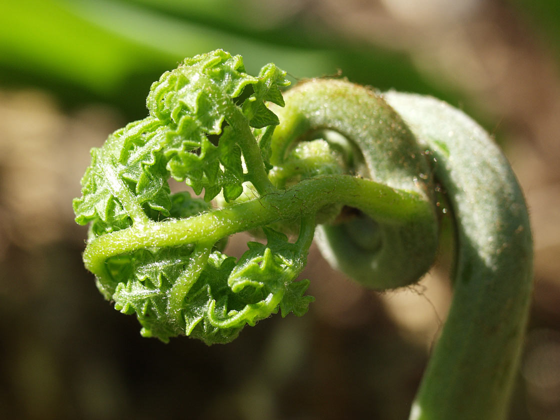 Image of Pteridium pinetorum ssp. sibiricum specimen.