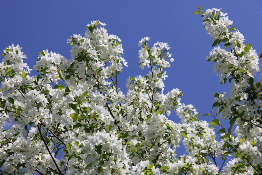 Image of genus Malus specimen.