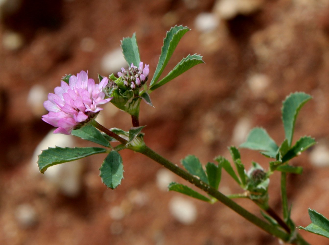 Image of Trifolium tomentosum specimen.