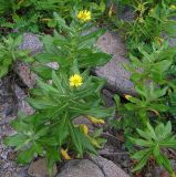 Senecio pseudoarnica