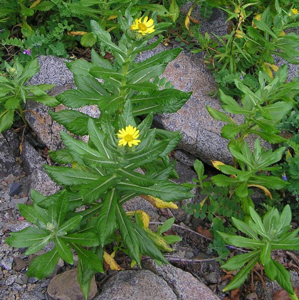 Image of Senecio pseudoarnica specimen.