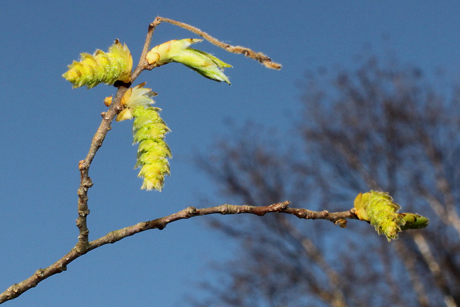 Image of Carpinus japonica specimen.