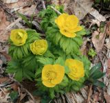 Trollius ranunculinus. Цветущее растение. Краснодарский край, Туапсинский район, подножие г. Шесси, субальпийский луг, выс. 1600 м н.у.м. 03.05.2014.