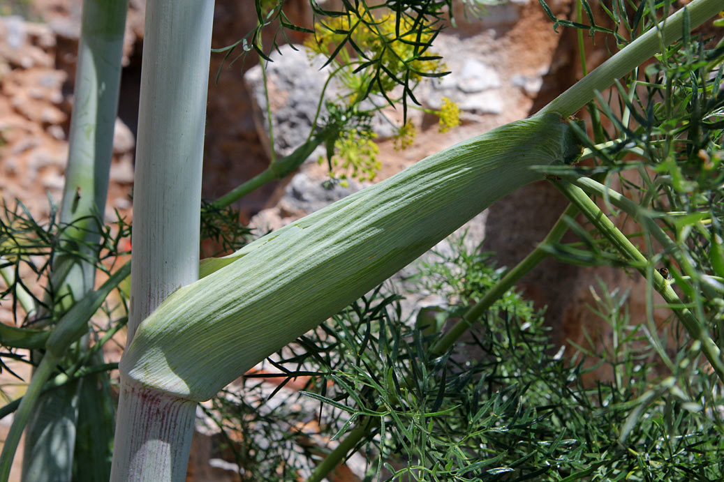 Изображение особи Ferula communis.