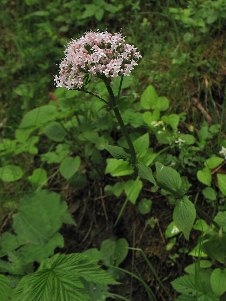 Image of Valeriana tripteris specimen.