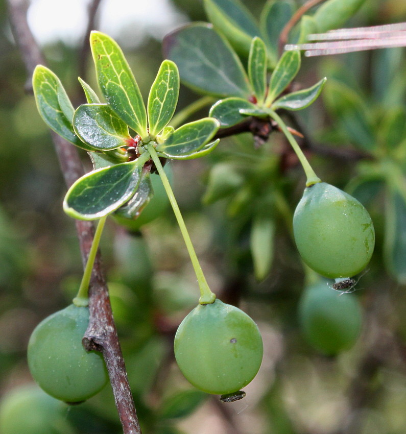 Image of Berberis microphylla specimen.