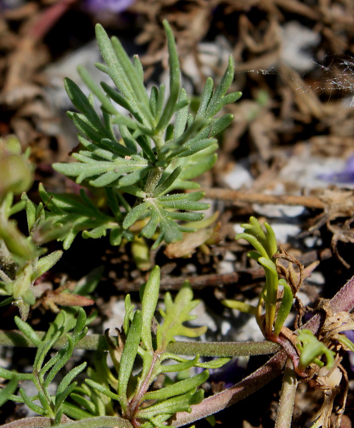 Image of Veronica armena specimen.