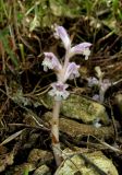 Orobanche pubescens. Цветущее растение. Крым, Карадагский заповедник, восточный склон горы Святая, каменистая осыпь в ясеневом лесу. 20 мая 2014 г.