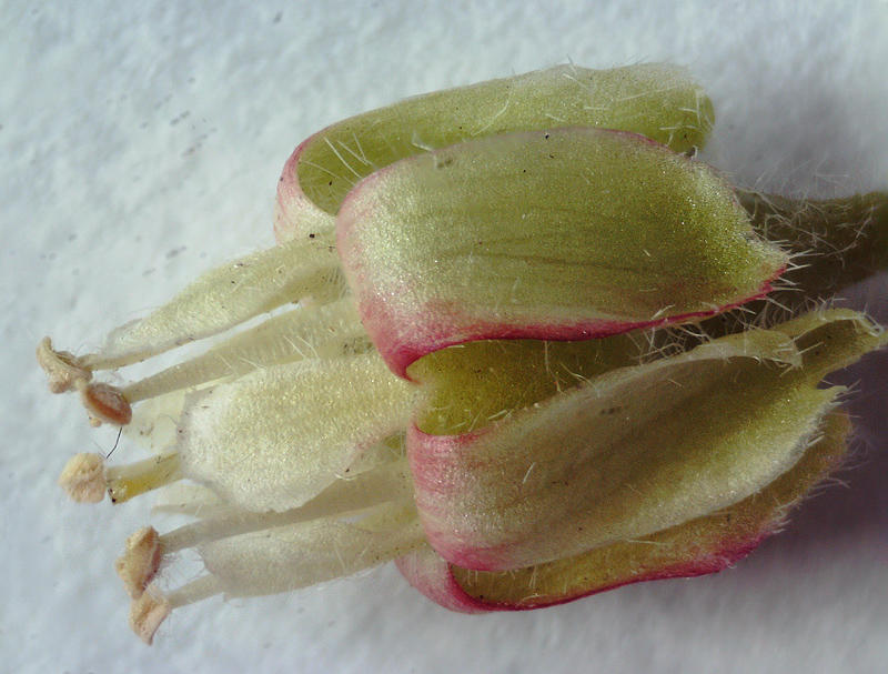 Image of Grossularia uva-crispa specimen.