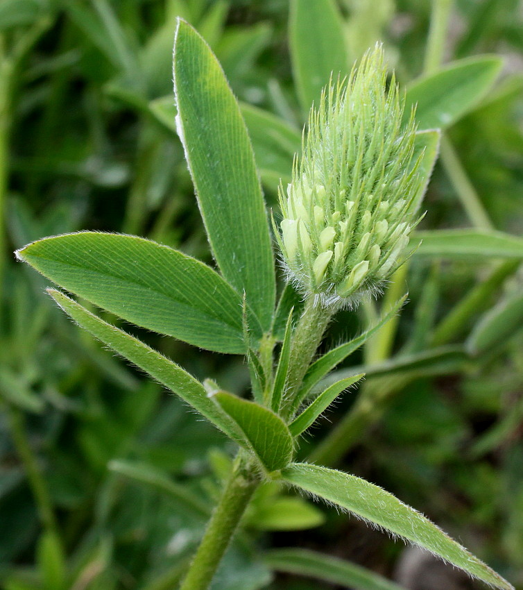 Изображение особи Trifolium ochroleucon.