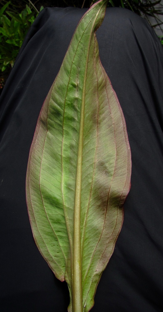 Image of Alisma lanceolatum specimen.