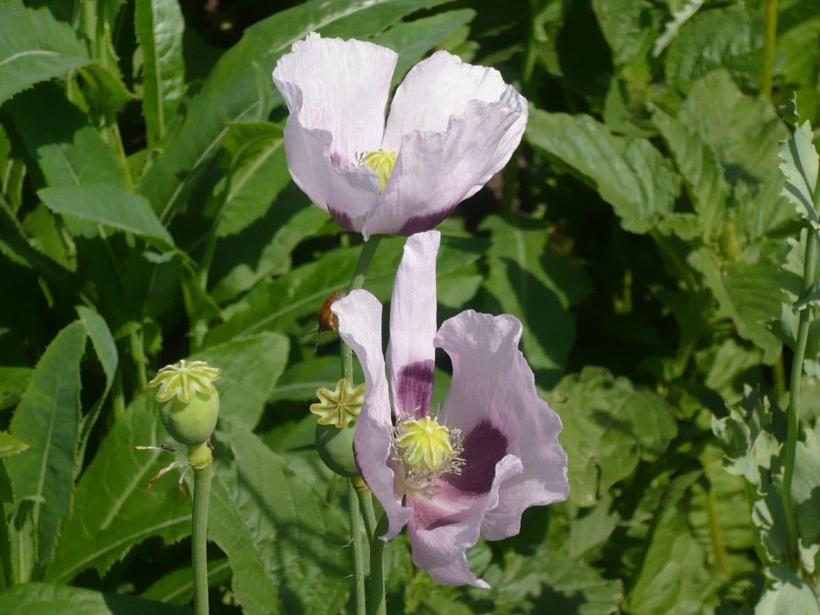 Image of Papaver somniferum specimen.