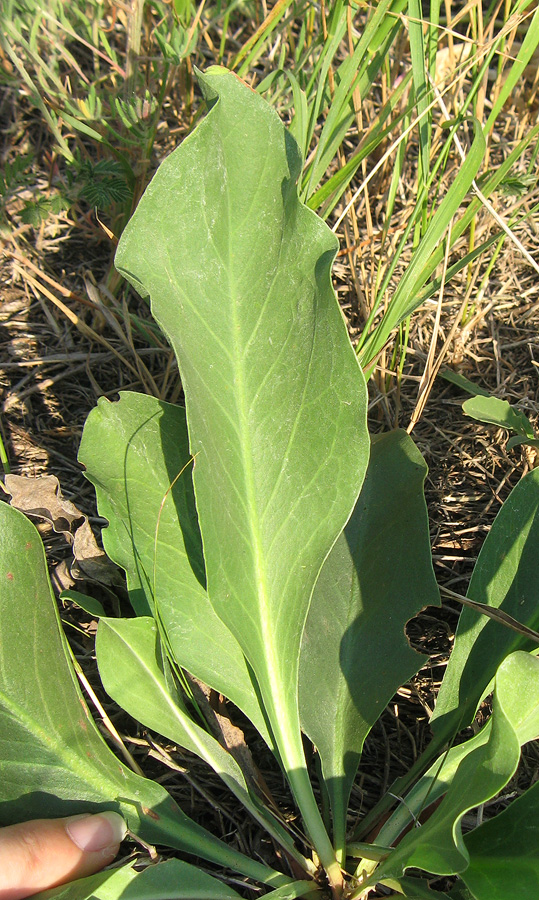 Image of Limonium scoparium specimen.