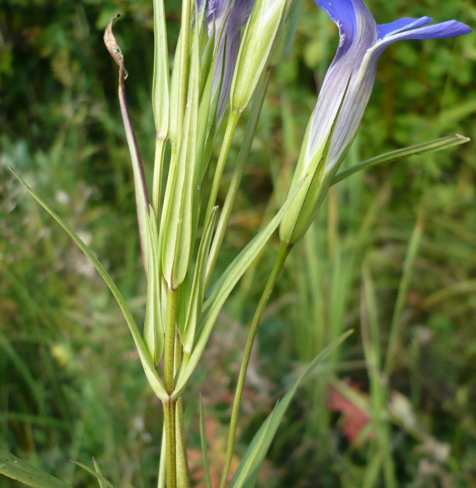 Image of Gentianopsis barbata specimen.