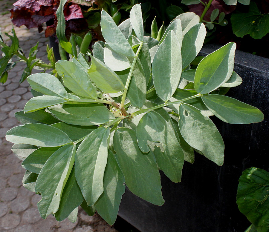 Image of Vicia faba specimen.