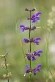 Salvia pratensis. Соцветие. Черногория, нац. парк Ловчен. 18.07.2014.