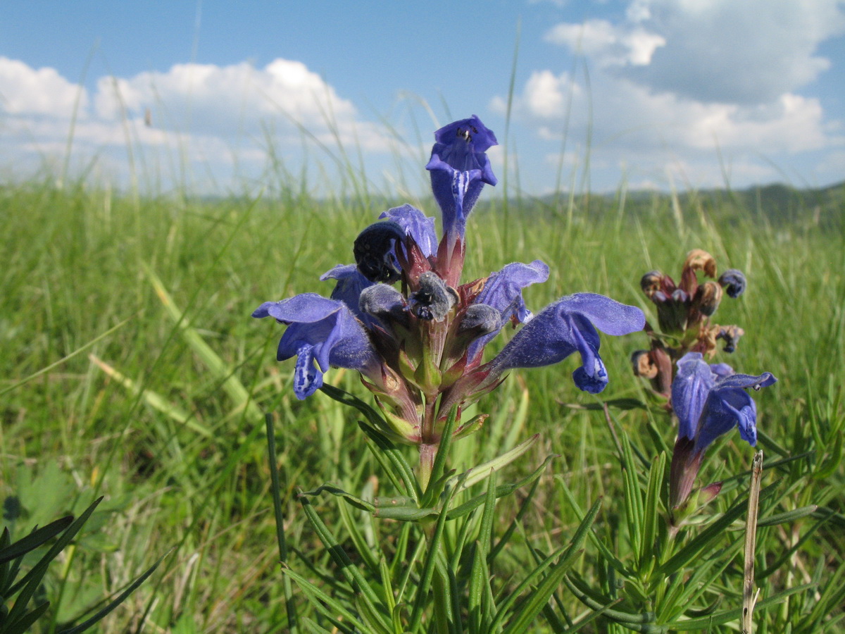 Изображение особи Dracocephalum ruyschiana.