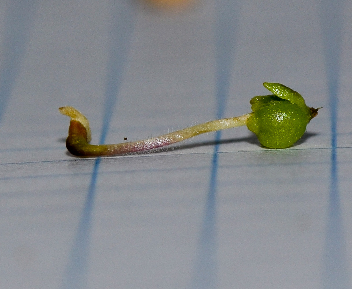 Image of Scaevola crassifolia specimen.