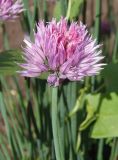 Allium schoenoprasum. Соцветие. Украина, Запорожье, Осипенковский мкрн., возле магазина АТБ. 21.05.2014.