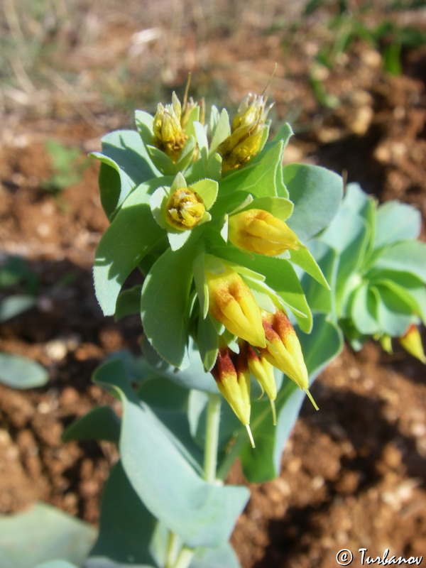 Image of Cerinthe minor specimen.