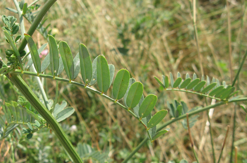 Image of Securigera varia specimen.