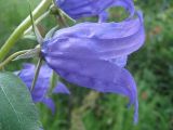 Campanula latifolia. Цветок. Окр. Томска, заброшенный садовый участок. 09.07.2009.