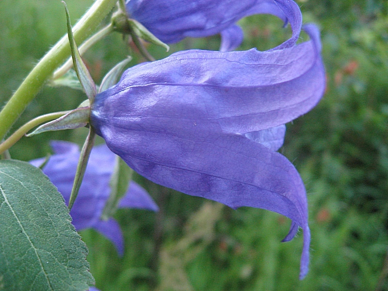 Изображение особи Campanula latifolia.