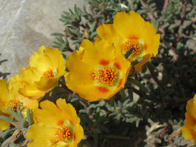 Image of Portulaca grandiflora specimen.