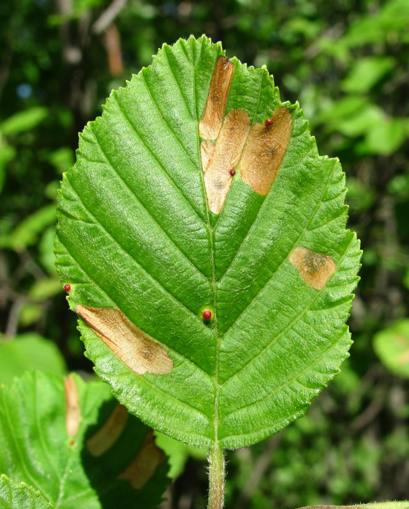 Image of Alnus incana specimen.