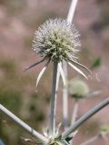 Eryngium macrocalyx. Соцветие. Кыргызстан, Чуйская обл., склон восточнее с. Орто-Сай. 27.06.2015.