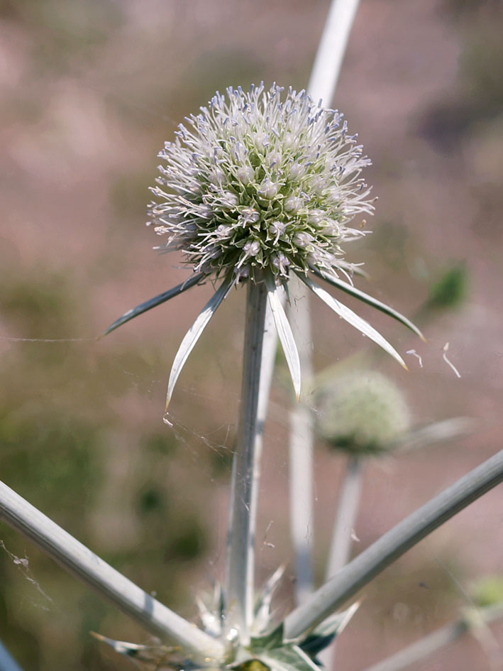 Изображение особи Eryngium macrocalyx.