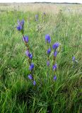 Gentiana pneumonanthe. Цветущее растение. Украина, Волынская обл., Ратновский р-н, с. Залухов, луг на берегу озера Волянское. 8 августа 2009 г.