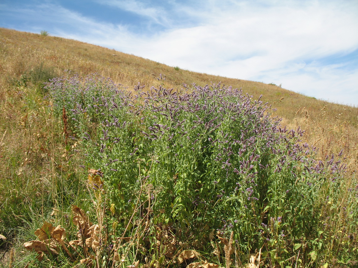 Image of Mentha asiatica specimen.