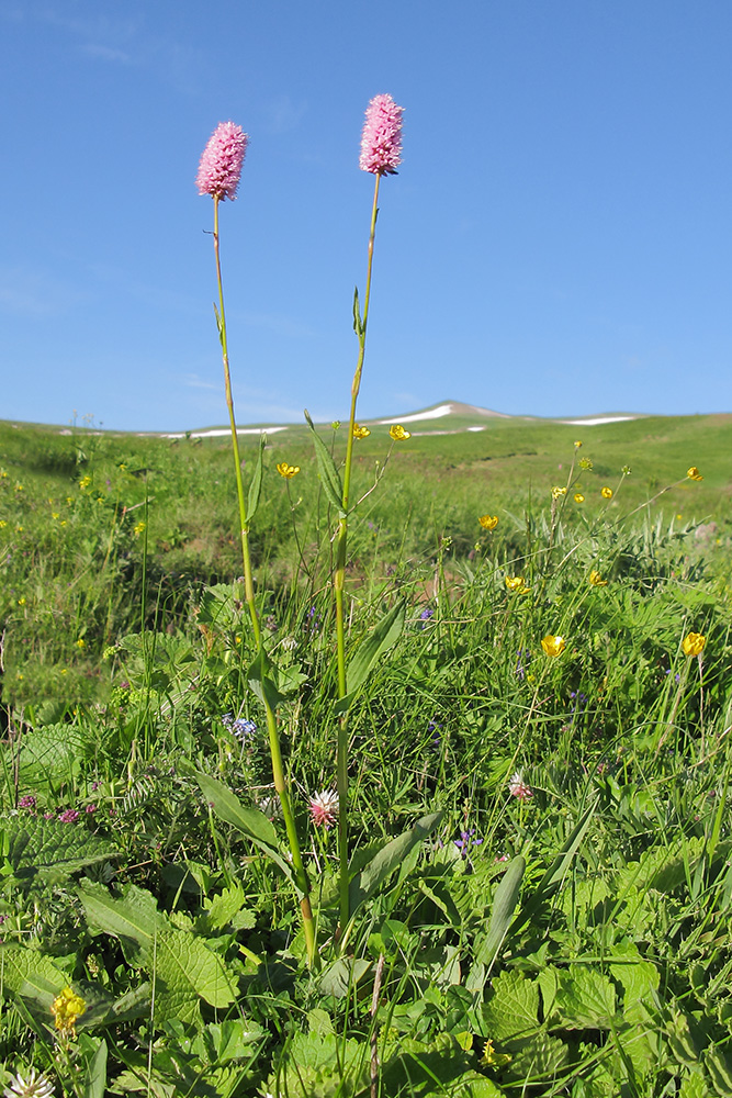 Изображение особи Bistorta carnea.