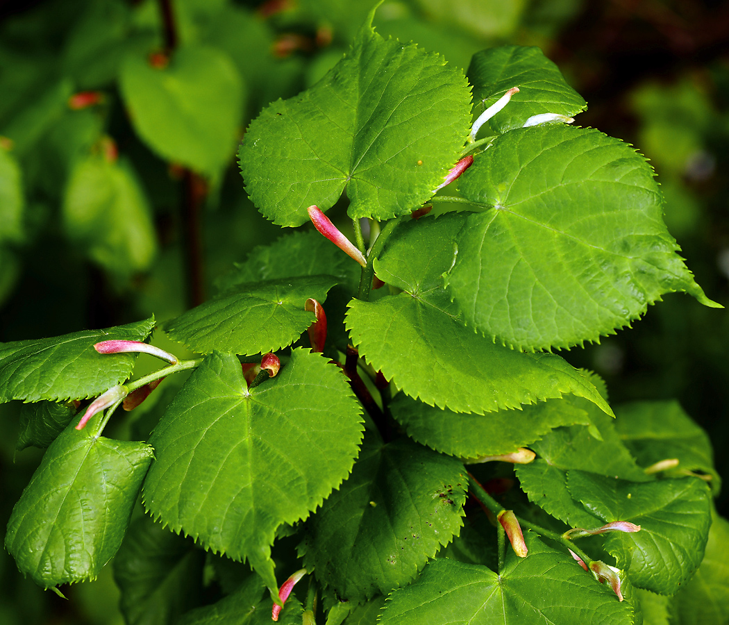 Изображение особи Tilia cordata.