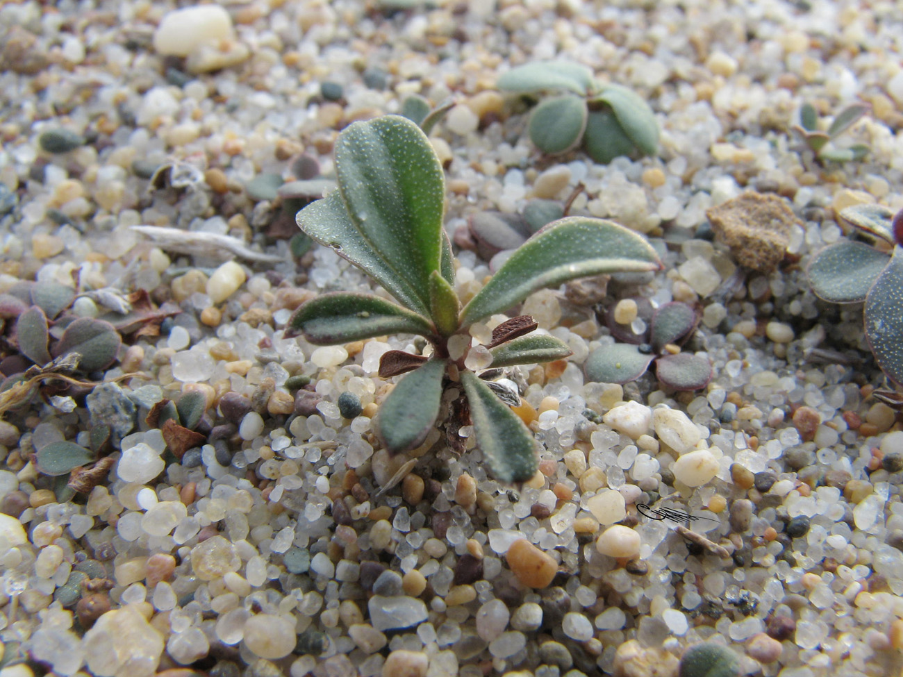 Image of Limonium &times; erectiflorum specimen.