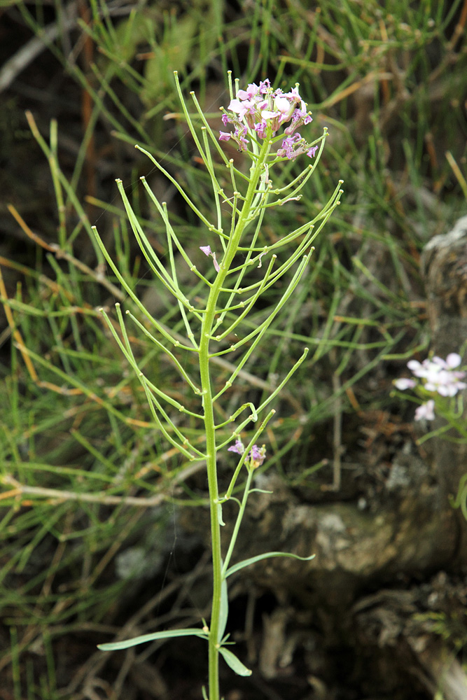 Image of Erysimum cyaneum specimen.