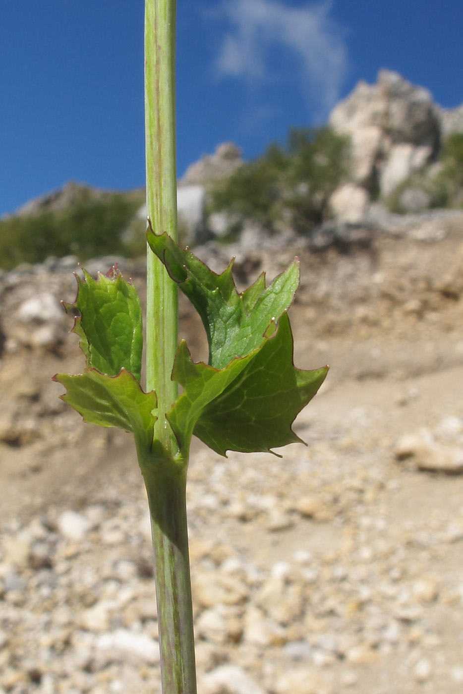 Image of Valeriana alliariifolia specimen.