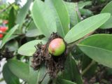 Acokanthera oblongifolia