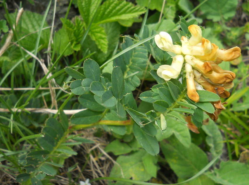 Image of Vicia balansae specimen.