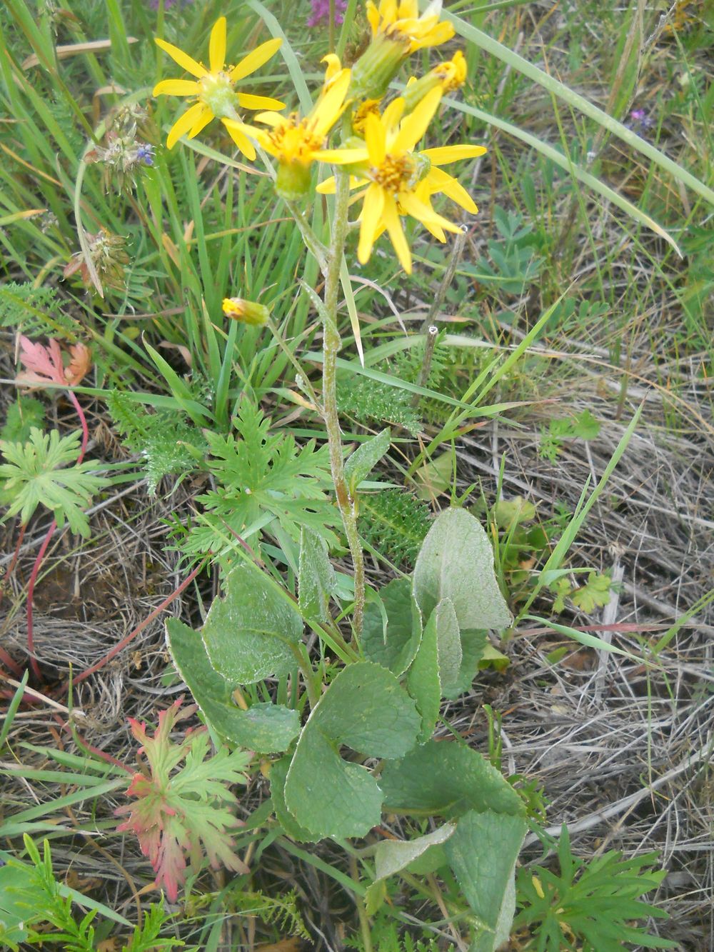 Image of Ligularia narynensis specimen.