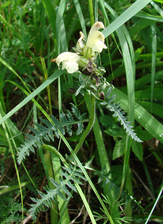 Image of Pedicularis venusta specimen.