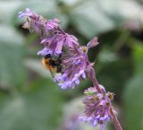 Salvia verticillata. Верхушка соцветия с кормящимся шмелём. Восточный Казахстан, г. Усть-Каменогорск, клумба в парке. 29.07.2012.