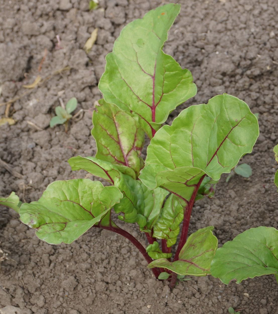 Image of Beta vulgaris specimen.