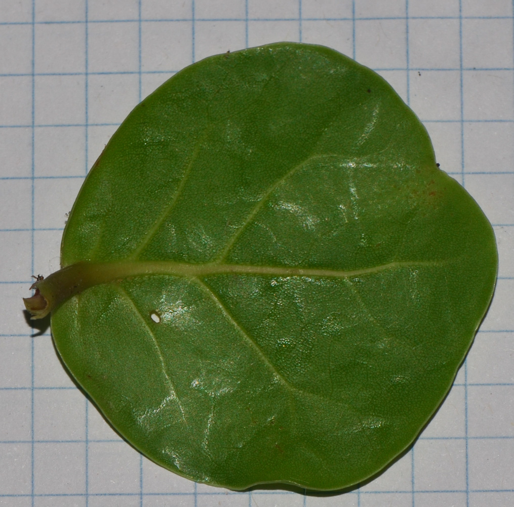 Image of Coccoloba uvifera specimen.