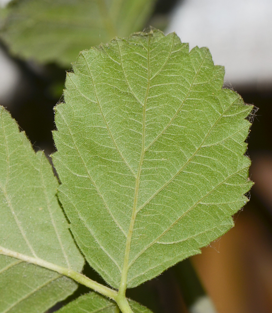 Image of Rubus sanctus specimen.