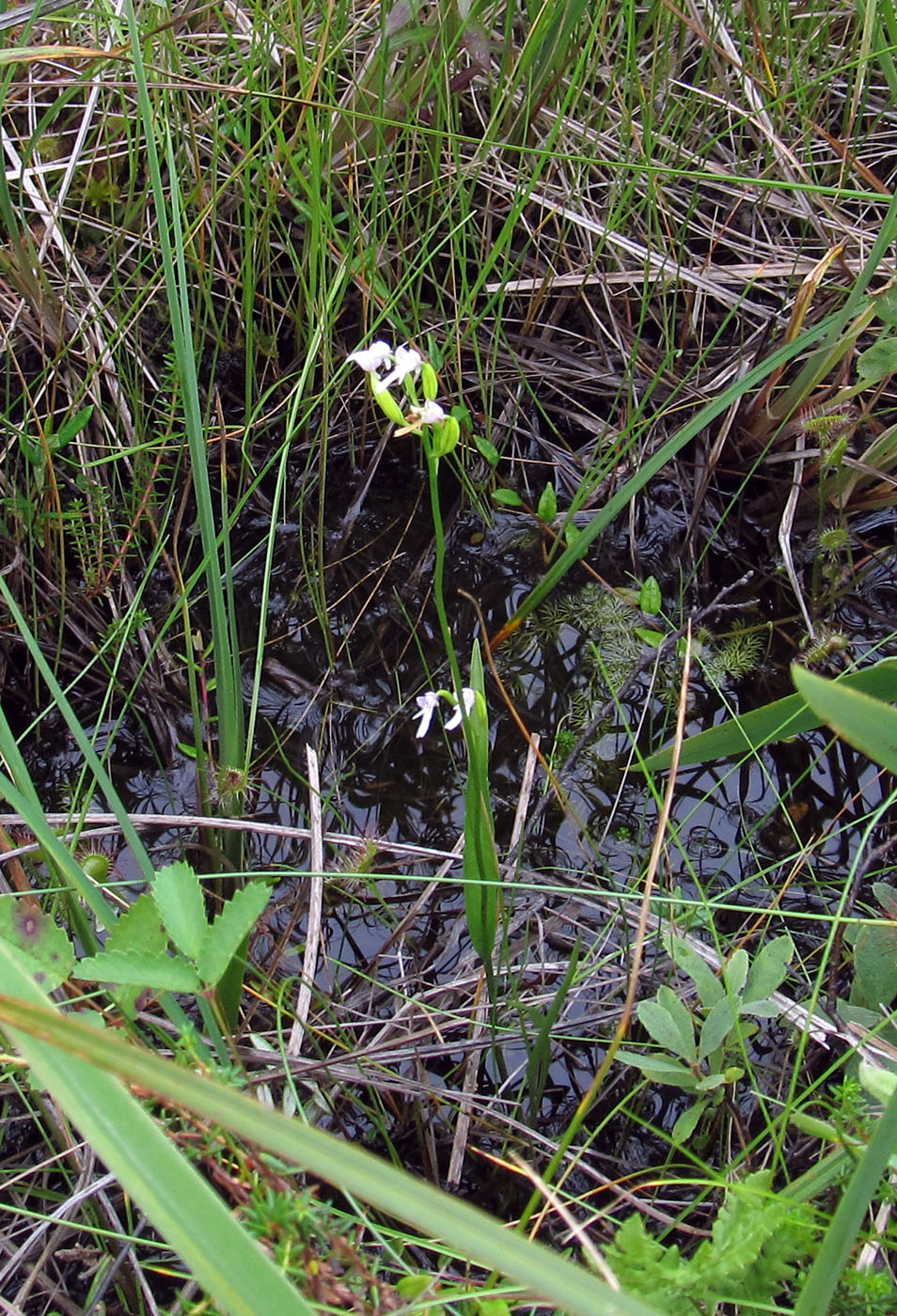 Image of Amitostigma kinoshitae specimen.