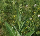 Sonchus arvensis подвид uliginosus. Верхушка растения с нераскрывшимися соцветиями. Восточный Казахстан, Уланский р-н, окр. с. Украинка, луг. 06.08.2014.