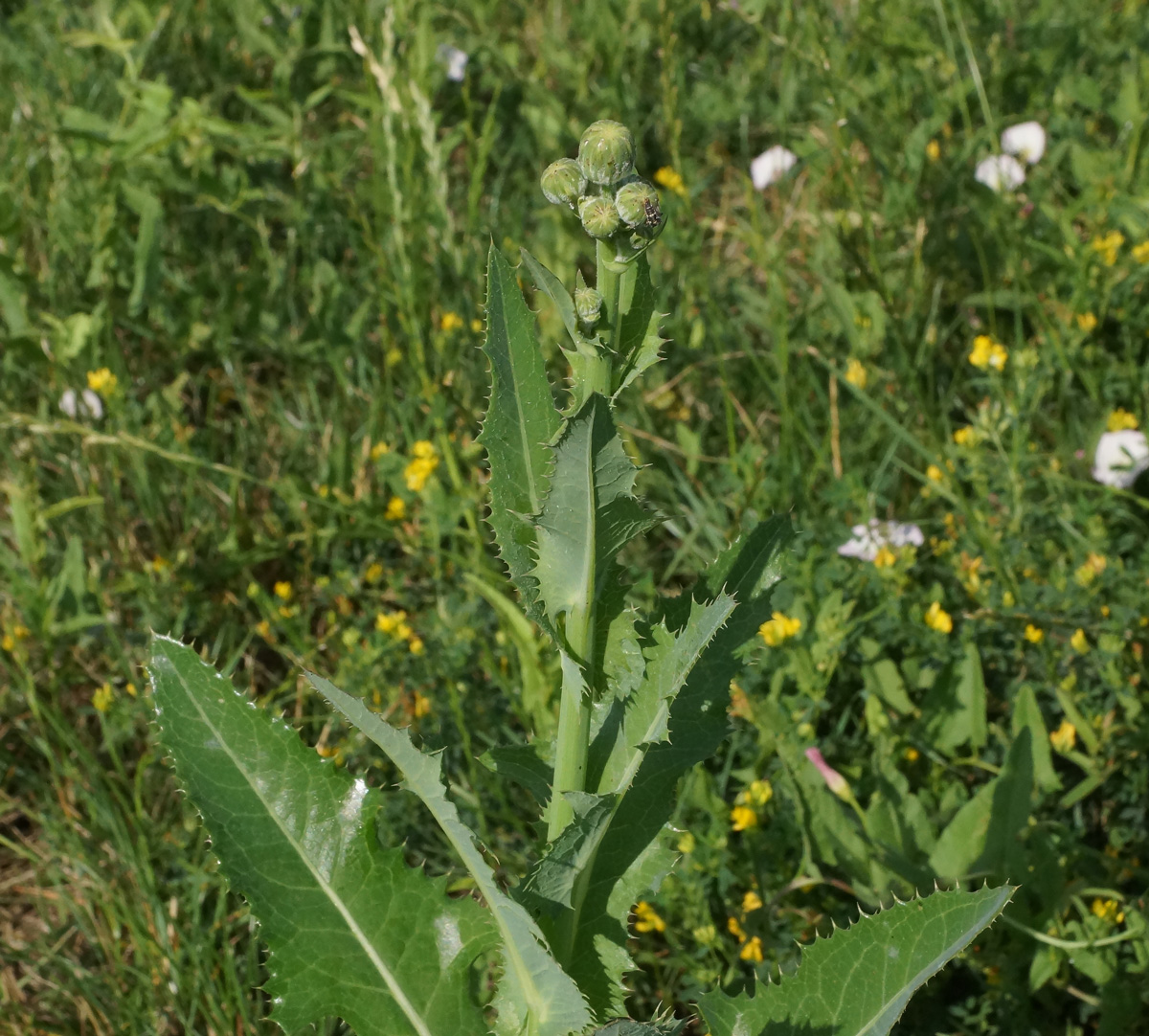 Image of Sonchus arvensis ssp. uliginosus specimen.