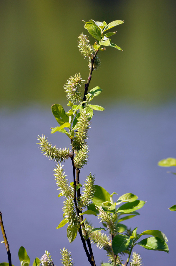 Image of Salix caprea specimen.